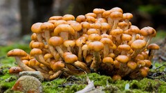 Nature mushrooms Plants fungi