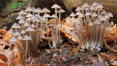 Nature mushrooms Plants fungi