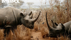 Nature Music Animals rhinoceros