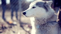 Nature muzzle collar coat husky