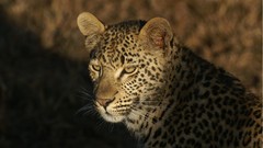 Nature national geographic