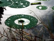 Nature national geographic