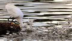 Nature national geographic