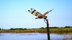 Nature national geographic