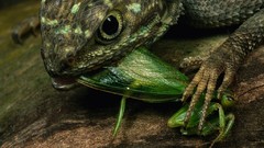 Nature national geographic