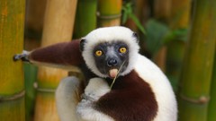Nature national geographic lemur