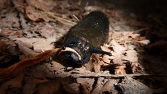 Nature national geographic Slug