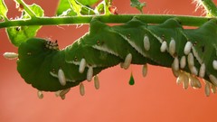 Nature national geographic upside down caterpillars