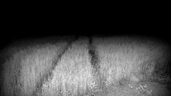 Nature night black white horror monochrome fields