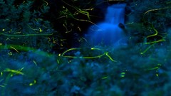 Nature night fireflies national geographic blurred background 