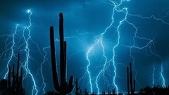 Nature night Lightning cactus