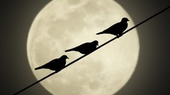 Nature night moon Birds silhouettes wires power lines