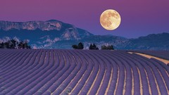 Nature night moon lavender