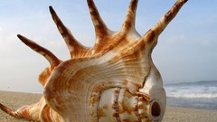 Nature Objects seashells