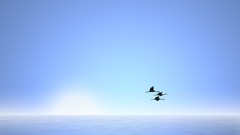Nature ocean Birds silhouettes