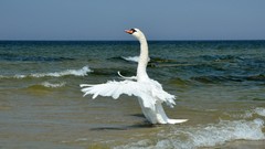 Nature ocean Birds Swans