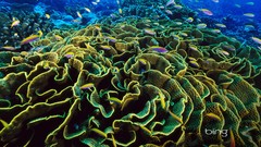Nature ocean fish bing coral