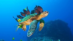 Nature ocean fish underwater 3d turtles
