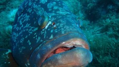 Nature ocean fish underwater