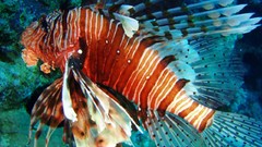 Nature ocean fish underwater lionfish