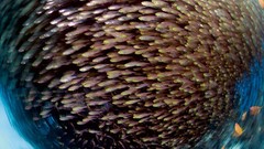 Nature ocean fish underwater national geographic swarm