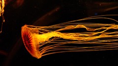 Nature ocean jellyfish