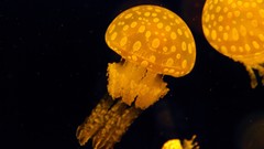 Nature ocean jellyfish