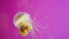 Nature ocean jellyfish pink background underwater sealife