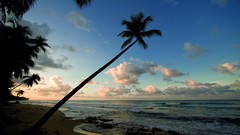 Nature ocean palm trees