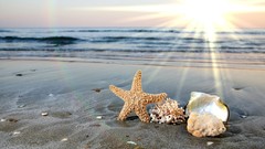 Nature ocean starfish shore