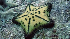 Nature ocean starfish underwater