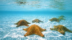 Nature ocean starfish underwater