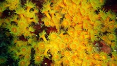 Nature ocean underwater coral