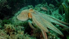 Nature ocean underwater octopuses