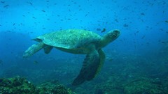 Nature ocean underwater sea turtles