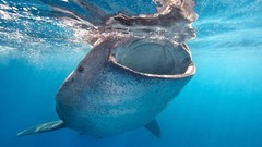 Nature ocean whale shark