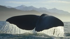 Nature ocean Whales
