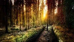 Nature old Yosemite National Park forests