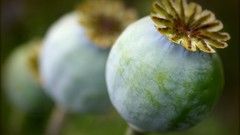 Nature opium macro buds