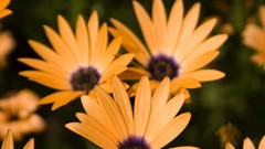 Nature orange flowers