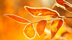 nature orange leaves sunlight depth of field Plants