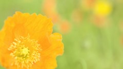 Nature orange Poppies