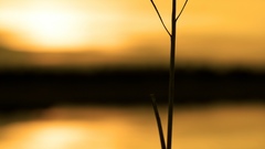 Nature orange reflected alone