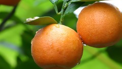 Nature oranges fruits water drops