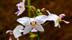 Nature Orchids artwork