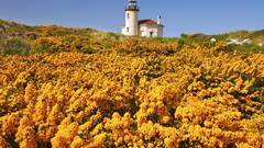 Nature Oregon Beaches Wildflowers