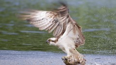 Nature osprey