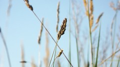 Nature outdoors Plants