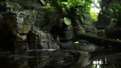 Nature outdoors Rainforest realistic