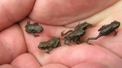 Nature palm hands Frogs